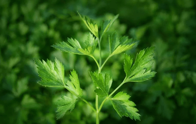 Perrexil